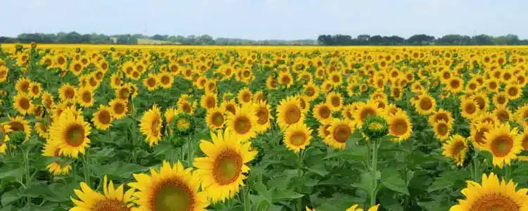 Күнбағыс өндірісі