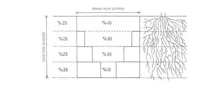Күнбағыс өндірісі