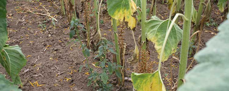 Күнбағыс өндірісі