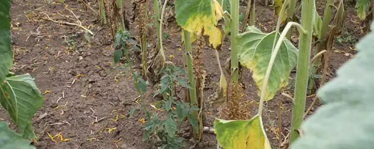 Күнбағыс өндірісі