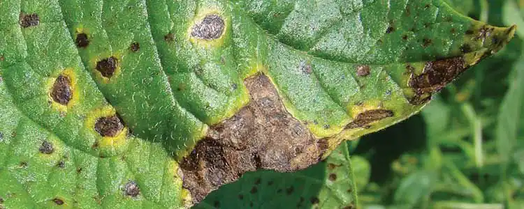 Күнбағыс өндірісі