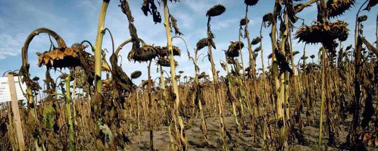 Күнбағыс өндірісі