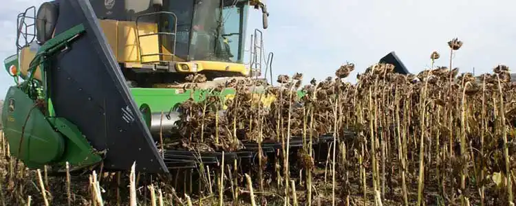 Күнбағыс өндірісі