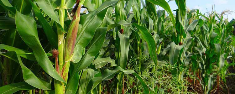 Жүгері өндірісі