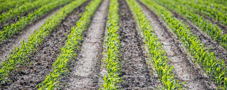 Жүгері өндірісі