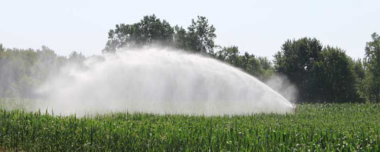 Жүгері өндірісі