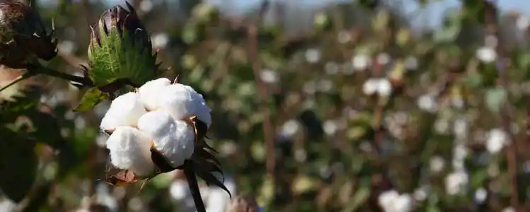 Мақта өндірісі, мақта өсіру, аллювиалды топырақ