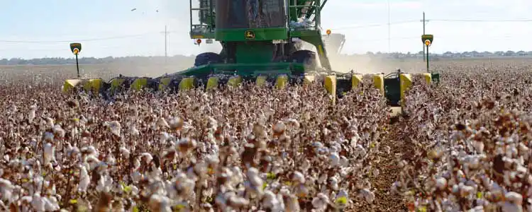 Мақта тыңайту, суару және өнімділікті арттыру