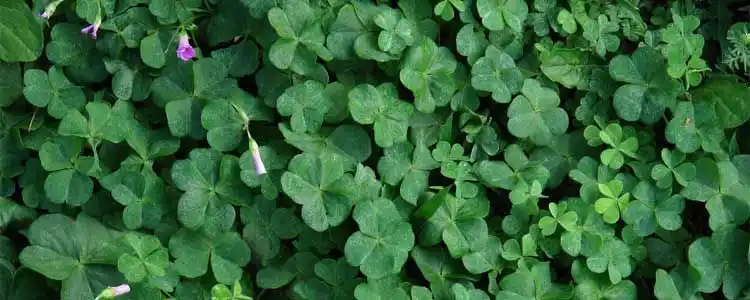 Жоңышқа өндірісі, Жоңышқа өсіру, Medicago sativa силос және құрғақ пішен