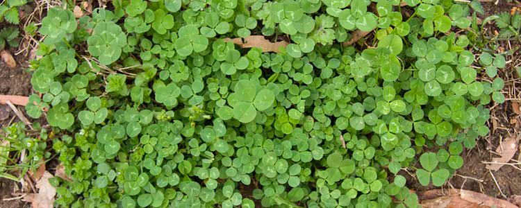 Жоңышқа егуге дайындық, pH және әк қолдану